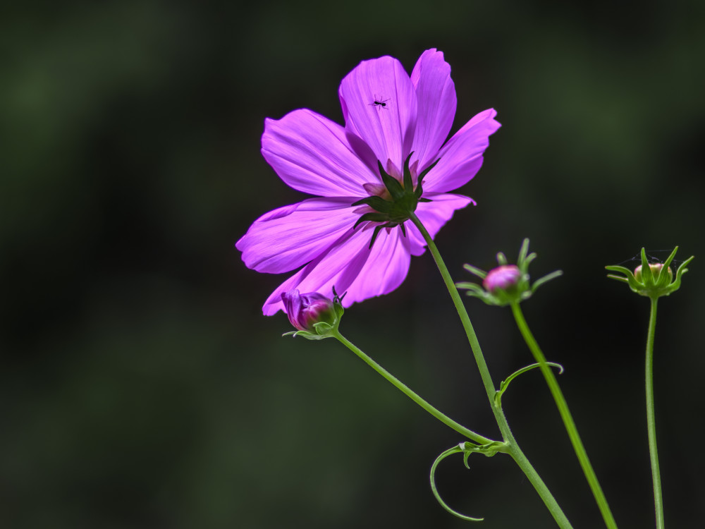 Krasuľka perovitá (Cosmos Bipinnatus)
