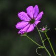 Krasuľka perovitá (Cosmos Bipinnatus)