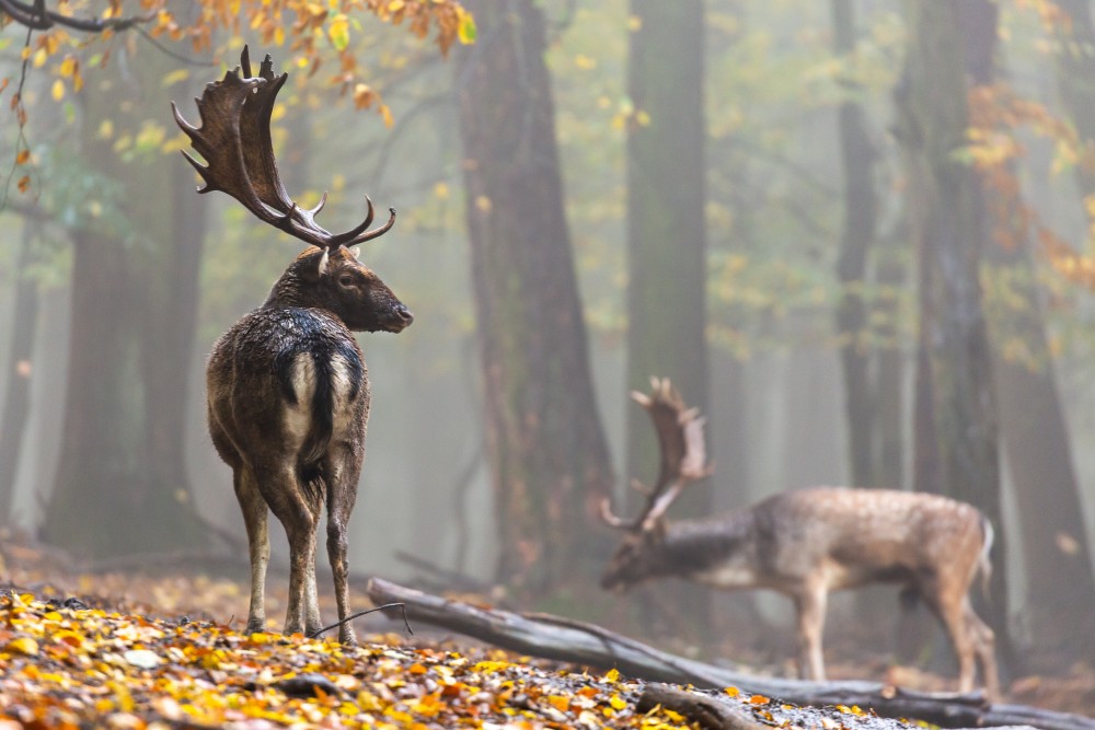 Daniel škvrnitý, Fallow deer (Dama dama)