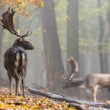 Daniel škvrnitý, Fallow deer (Dama dama)