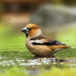 Dlask tlustozobý (Coccothraustes coccothraustes)