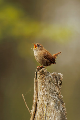 Malý velký spevák....