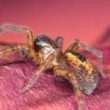 Amaurobius fenestralis