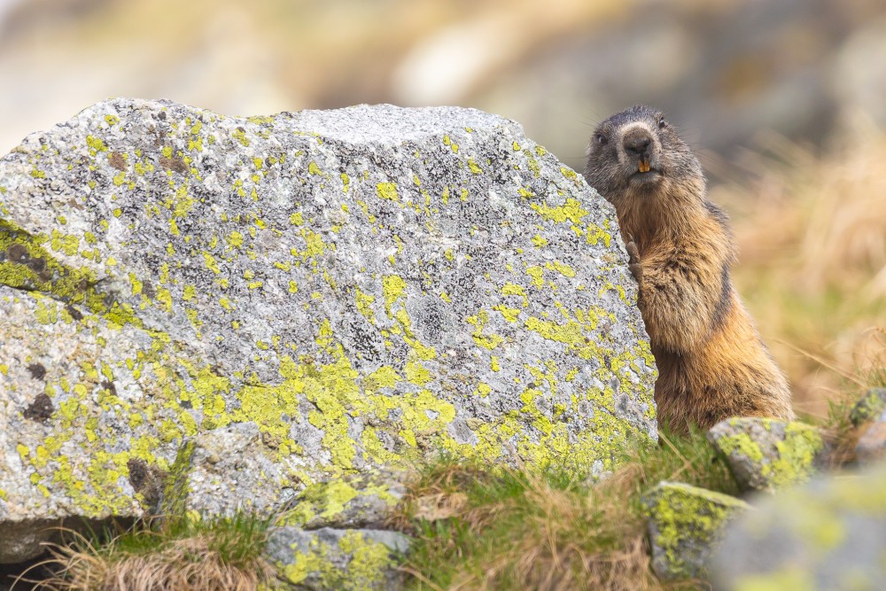 Svišť vrchovský, The alpine marmot (Marmota marmota)