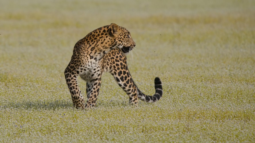 Leopard srílanský, NP Wilpattu, Srí Lanka