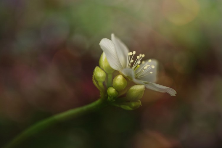 Dionaea