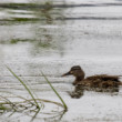 na Dunaji