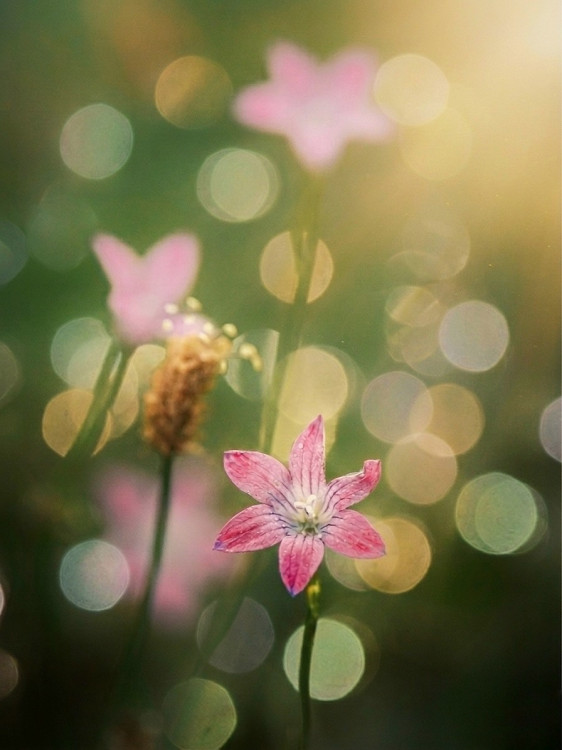 „V srdci zvončeka“