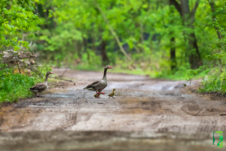 hus divá, Greylag goose (Anser anser)