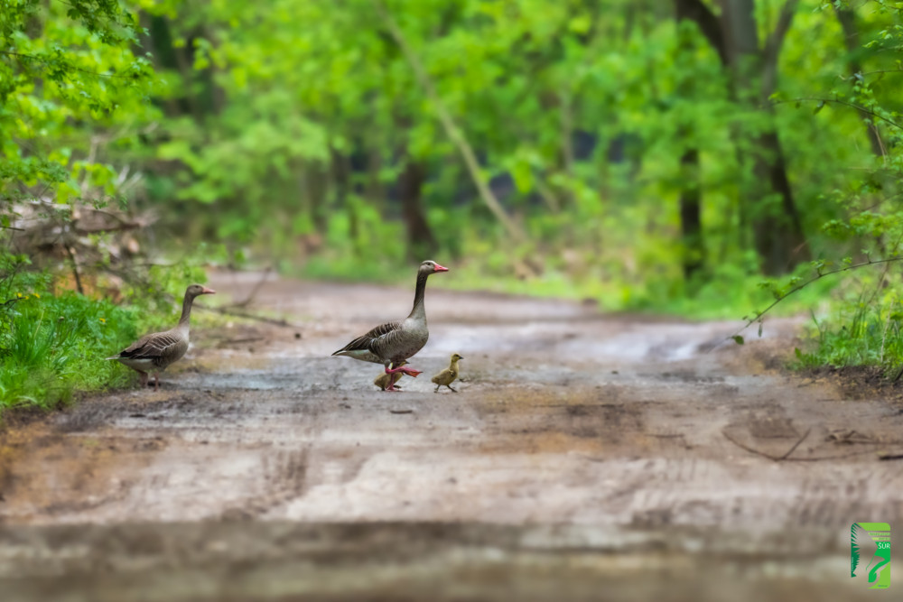 hus divá, Greylag goose (Anser anser)