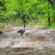 hus divá, Greylag goose (Anser anser)