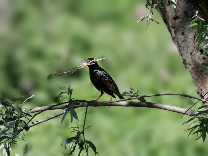 Škorec obyčajný-Sturnus vulgaris