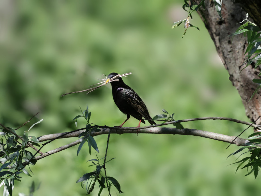 Škorec obyčajný-Sturnus vulgaris