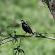 Škorec obyčajný-Sturnus vulgaris