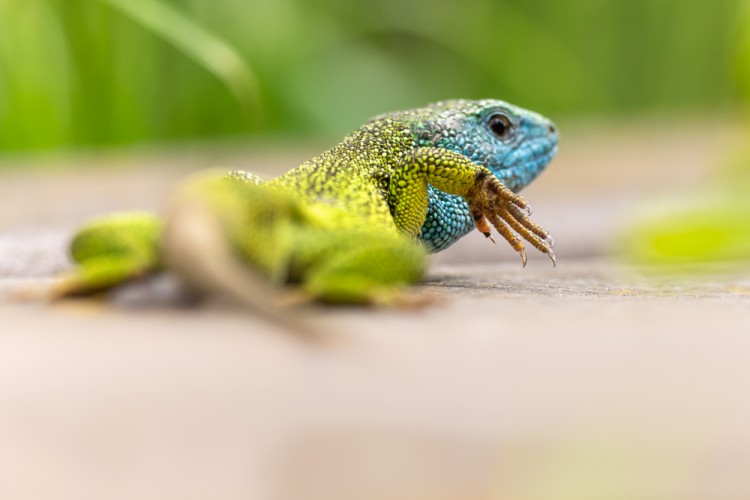 Jašterica zelená, The European green lizard (Lacerta viridis)