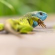 Jašterica zelená, The European green lizard (Lacerta viridis)