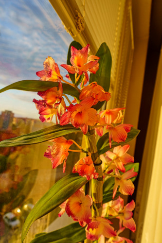 orchidea na okne