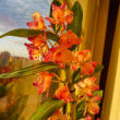 orchidea na okne