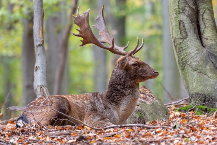 Daniel škvrnitý, Fallow deer (Dama dama)