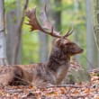 Daniel škvrnitý, Fallow deer (Dama dama)