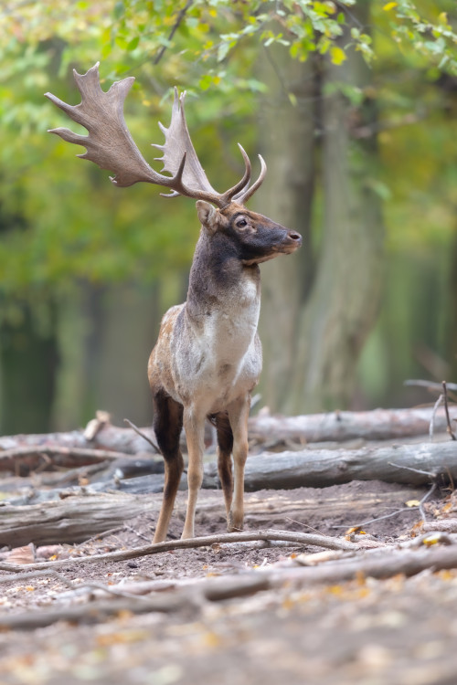 daniel škvrnitý, Fallow deer (Dama dama)