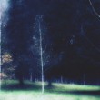 3 trees