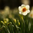 madzi narcismi ...