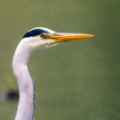 Volavka popolava