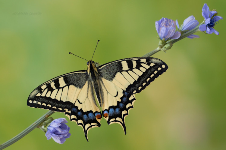 Papilio machaon (Vidlochvost feniklový)