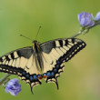 Papilio machaon (Vidlochvost feniklový)