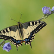 Papilio machaon (Vidlochvost feniklový)