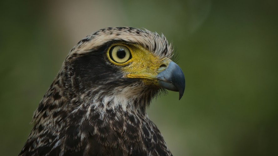 HADIAR ČEPCOVÝ, S. C. SPILOGASTER, NP WILPATTU, SRÍ LANKA