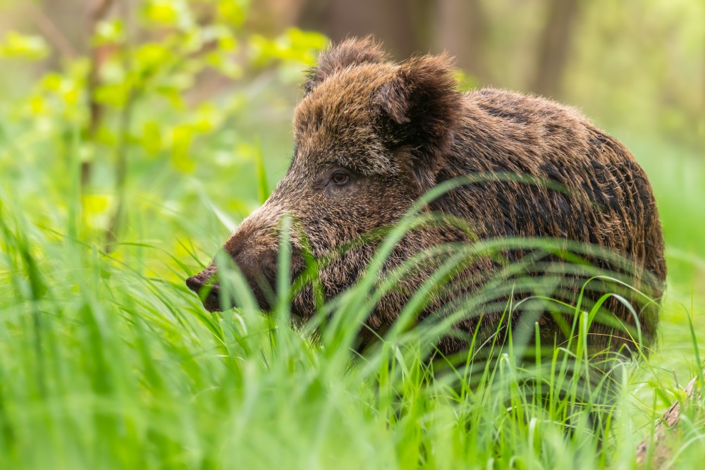 Diviak lesný, The wild boar (Sus scrofa)