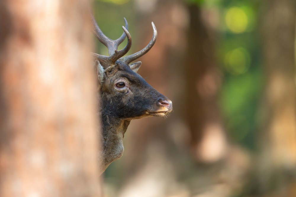 Daniel škvrnitý, Fallow deer (Dama dama)