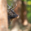 Daniel škvrnitý, Fallow deer (Dama dama)