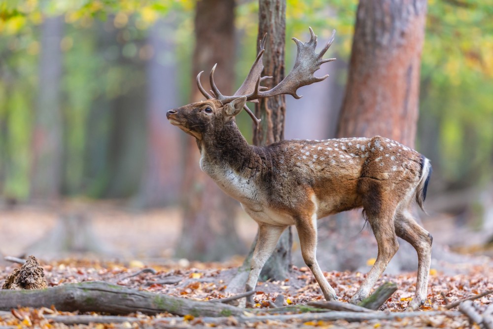 Daniel škvrnitý, Fallow deer (Dama dama)