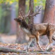 Daniel škvrnitý, Fallow deer (Dama dama)