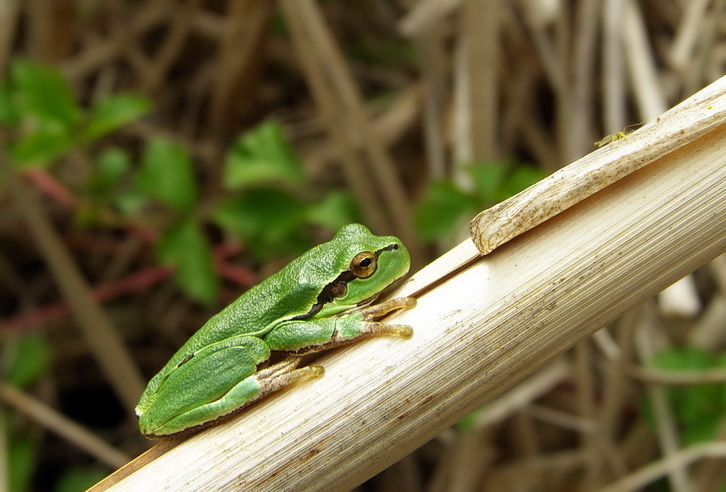 tá čo vie predpovedať počasie -vraj