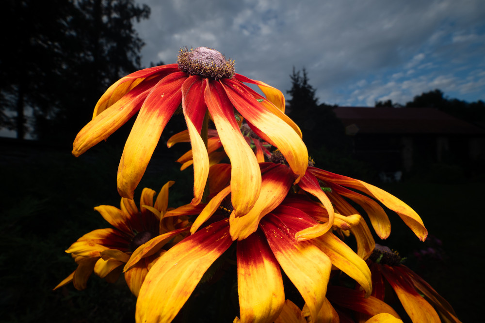 rudbekia srstnatá