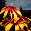 rudbekia srstnatá
