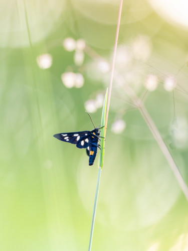 Bieloškvrnáč púpavcový (Amata phegea)