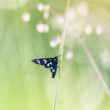 Bieloškvrnáč púpavcový (Amata phegea)