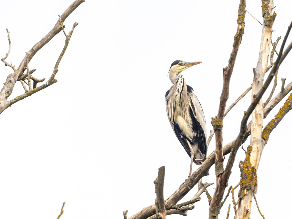 Volavka popolavá (lat. Ardea cinerea)