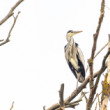 Volavka popolavá (lat. Ardea cinerea)
