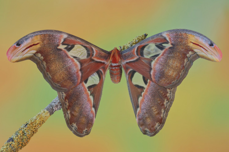 Attacus atlas
