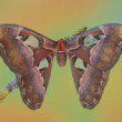 Attacus atlas