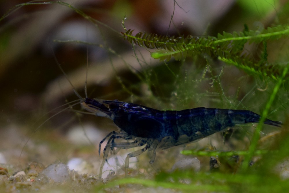 Krevetka neocaridina heteropoda