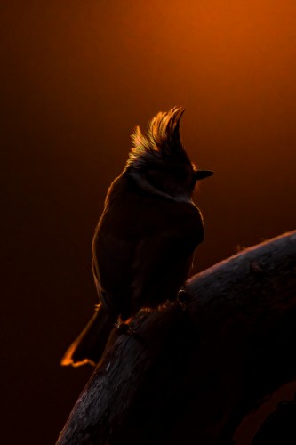 Sýkorka chochlatá  (Lophophanes cristatus)