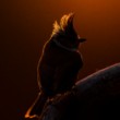 Sýkorka chochlatá  (Lophophanes cristatus)