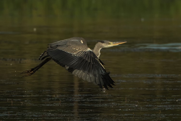 Volavka popelavá (Ardea cinerea)